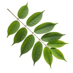 Naklejka premium A branch with several green leaves isolated on transparent background