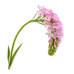 Fototapeta premium A pink flowering plant with green stem