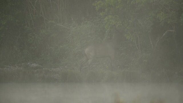 Wild male Sambar deer standing on green meadow in woods and fighting with antlers during foggy morning.
