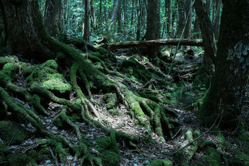 Moss Covered Tree Roots in Aokigahara Forest, Japan  © Mami HO