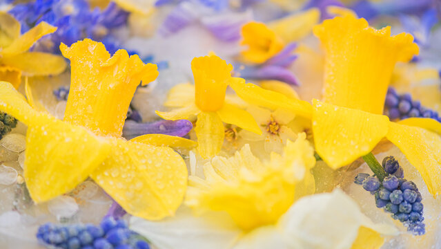 frozen spring flowers background with daffodil, muscari and crocus