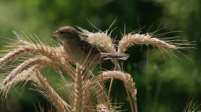 Close-up of a sparrow feeding on rye in a rural field, carefully picking seeds