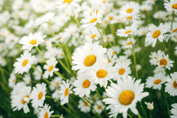 Vibrant Common Daisies Sprouting in a Green Spring Garden, Close-Up of Bellis Perennis in Soft Natural Daylight © Joern