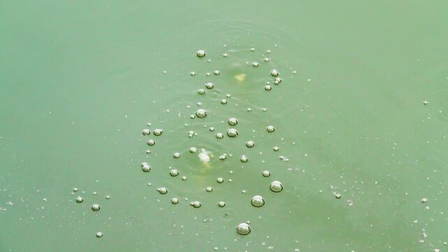 Emission of firedamp. The release of methane on the tropical eutrophicated pond. A gas bubbles