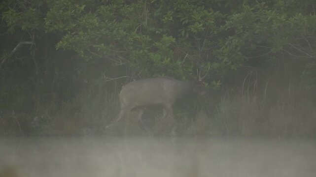 Male Sambar deer in the jungle at morning