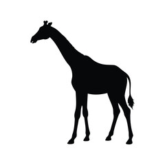 Fototapeta premium Black and white silhouette of a giraffe standing tall with long neck and legs, silhouette vector illustration, giraffe standing silhouette vector illustration