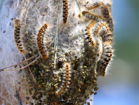 Colony of Pine Processionary Caterpillars (Thaumetopoea pityocampa) in their silky nest on a pine tree. These hairy larvae are known for their dangerous urticating hairs and characteristic procession 