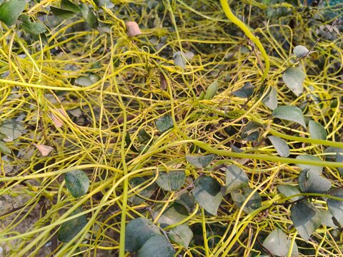 Close up shot of dodder yellow grass.