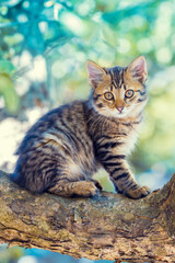 A cute little kitten is sitting on a tree branch in the garden