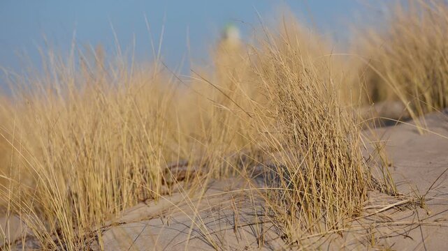 Marram grass, Ammophila Arenaria, moving by the wind on sand dunes, known as European marram grass and European beachgrass. 