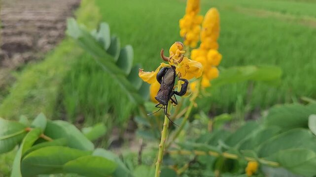 Walang sangit or rice bug or stink bug
Resting upside down on vibrant flower petal