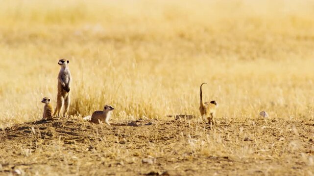 Two cute funny baby meerkats that can't keep their eyes open while sitting and fall over,Botswana. Wildlife in Africa.