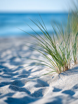 Green beach grass growing in soft sand dunes with a blurred blue ocean background.