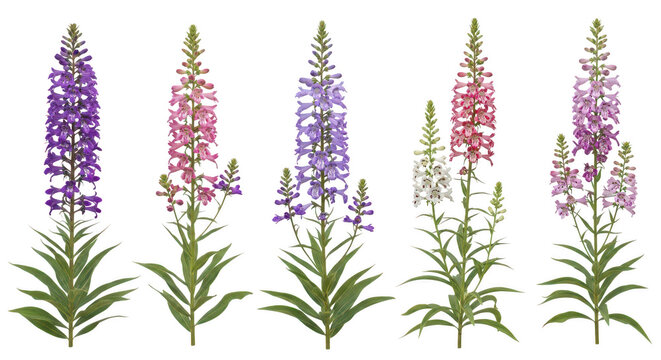 Five vibrant foxglove flowers in a row with green foliage and purple-pink blooms isolated on transparent background