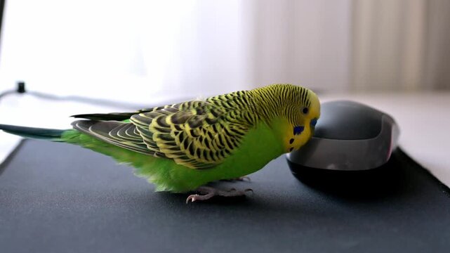 Funny Green Budgerigar Parakeet Playing with Computer Mouse on Desk in Modern Home Office Interior