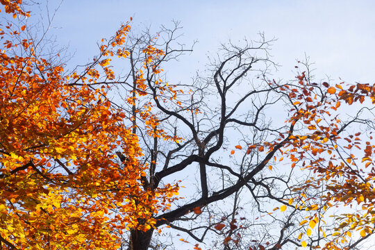Bunt verf&auml;rbtes Herbstlaub an an einer Buche , Deutschland