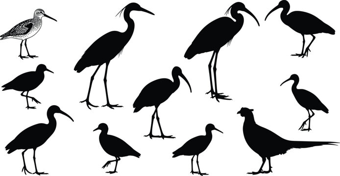 Bird silhouette illustration set, diverse icons including shorebirds, herons, pheasants and detailed feathered species representing avian theme - flat vector illustration