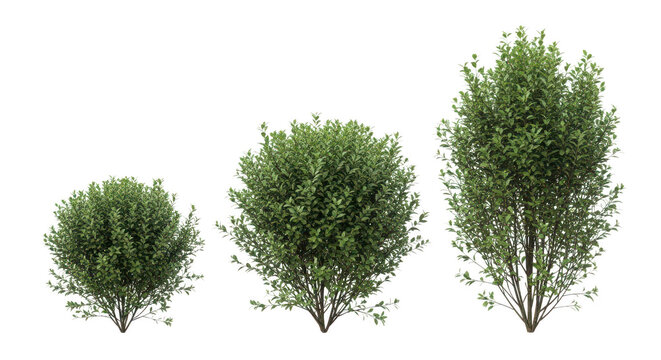 Three small pine trees of varying sizes growing in a natural setting isolated on transparent background