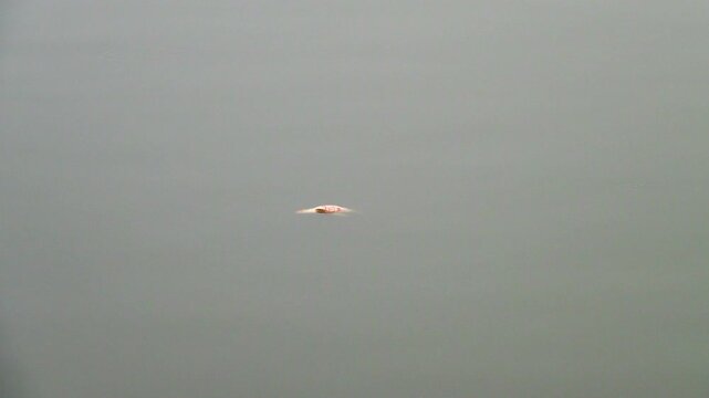 A dead fish swims along the river in the fog