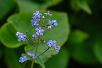 Brunnera (Brunnera macrophylla) closeup of blue perennial flowers and lush decorative foliage © Elena