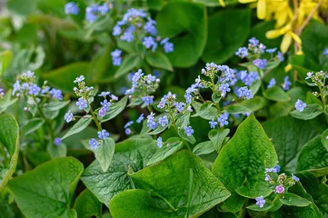 Fototapeten Grün Brunnera (Brunnera macrophylla) blue perennial ornamental flowers and rich green foliage in garden  © Elena