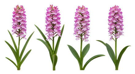 Obraz premium Graceful cluster of purple hyacinth flowers in full bloom with slender green stems isolated on transparent background