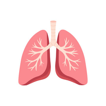 Human lungs respiratory system.medicine and healthcare concept, isolated
