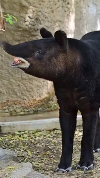 Wild tapir or boar searching for food in the forest