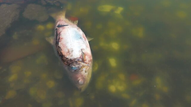 Dead fish in the pond, silver carp (Hypophthalmichthys). Vietnamese fish farming