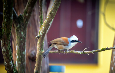 Striking White-crested Laughingthrush perched in its natural forest habitat.  © huythoai