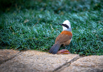 Striking White-crested Laughingthrush perched in its natural forest habitat.  © huythoai