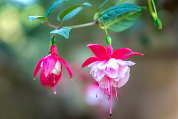 Naklejka premium Vibrant Fuchsia flowers in full bloom. The blossoms feature striking red outer petals contrasted with soft pink and white inner layers, with long, elegant stamens hanging below