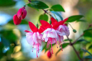 Naklejka premium Vibrant Fuchsia flowers in full bloom. The blossoms feature striking red outer petals contrasted with soft pink and white inner layers, with long, elegant stamens hanging below