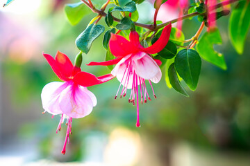 Naklejka premium Vibrant Fuchsia flowers in full bloom. The blossoms feature striking red outer petals contrasted with soft pink and white inner layers, with long, elegant stamens hanging below