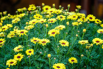 Obraz premium Vibrant cluster of Argyranthemum frutescens flowers blooming in a lush garden setting. 