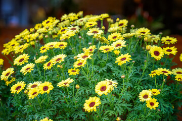 Fototapeta premium Vibrant cluster of Argyranthemum frutescens flowers blooming in a lush garden setting. 