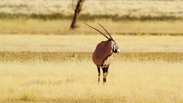 Gemsbok (Oryx gazella) standing in the Savanah