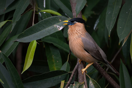 Brahminy myna or Brahminy starling perc on the tree