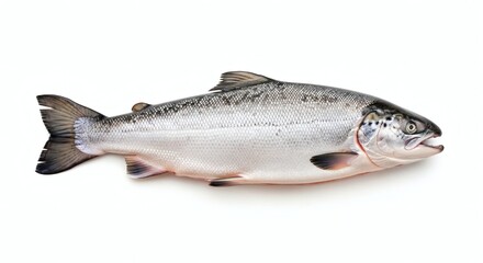 Obraz premium Whole Fresh Raw Salmon Fish Isolated on White Background