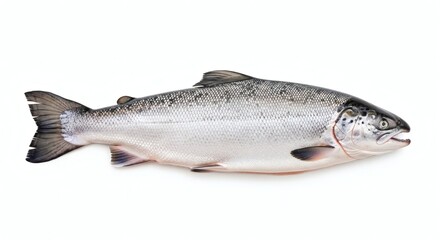 Obraz premium Fresh Whole Raw Salmon Isolated on White Background