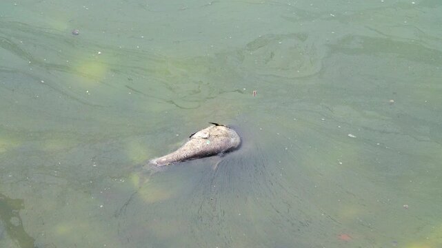 Dead fish in the pond, silver carp (Hypophthalmichthys). Vietnamese fish farming