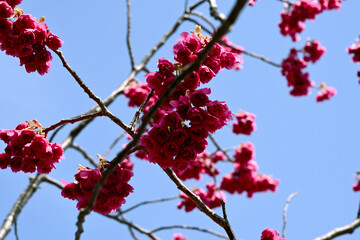 かんひざくら満開 © Side Island