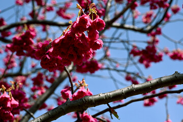 かんひざくら満開 © Side Island