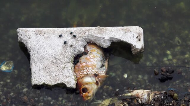 Dead fish in the pond, carp. Vietnamese fish farming