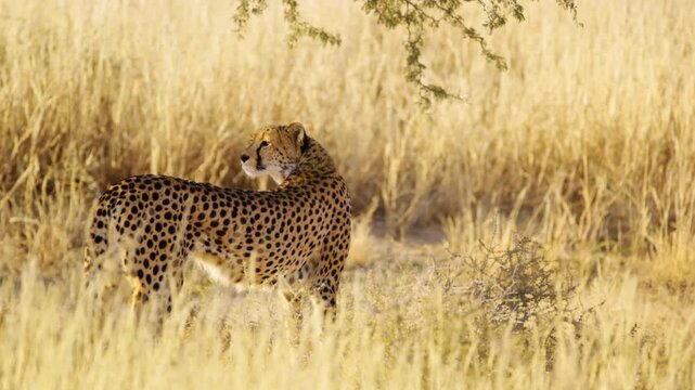 Full body Close up of an African Tiger (Panthera tigris) Walking in grassland of Savanah