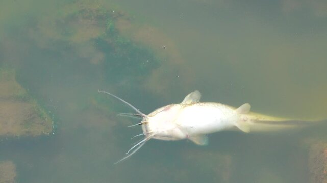 Dead fish in the pond, cat fish. Vietnamese fish farming