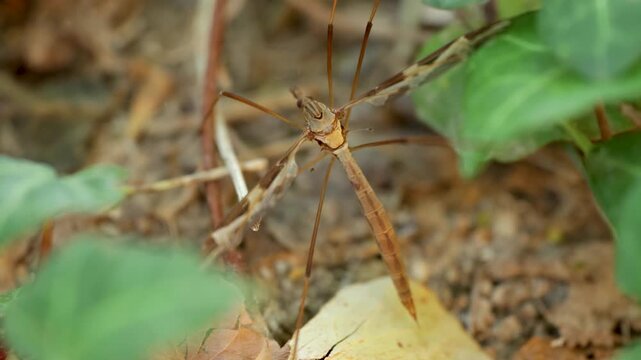 Crane fly, long legged mosquito in dorsal view, Tipulidae, Crane fly or daddy long legs, Tipula maxima, outdoors, 4k, video