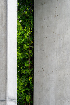 Minimal outdoors urban architecture with a concrete wall and greenery plant between structural surfaces creating vertical texture and modern calm