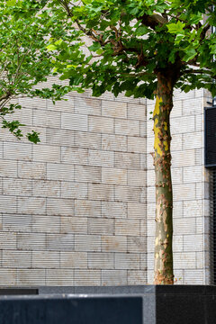 Minimal outdoors urban architecture scene with a tree trunk beside a stone wall showing daylight texture and calm contemporary city surfaces