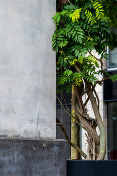Minimal outdoors detail of urban architecture with a concrete wall and plant greenery creating vertical texture and modern city simplicity